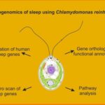 SquareX Discloses Browser-Native Ransomware that Puts Millions at Risk